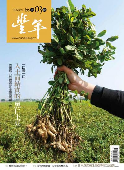 豐年 105/02/01 第66卷03期 入土而結實的 黑仁土豆