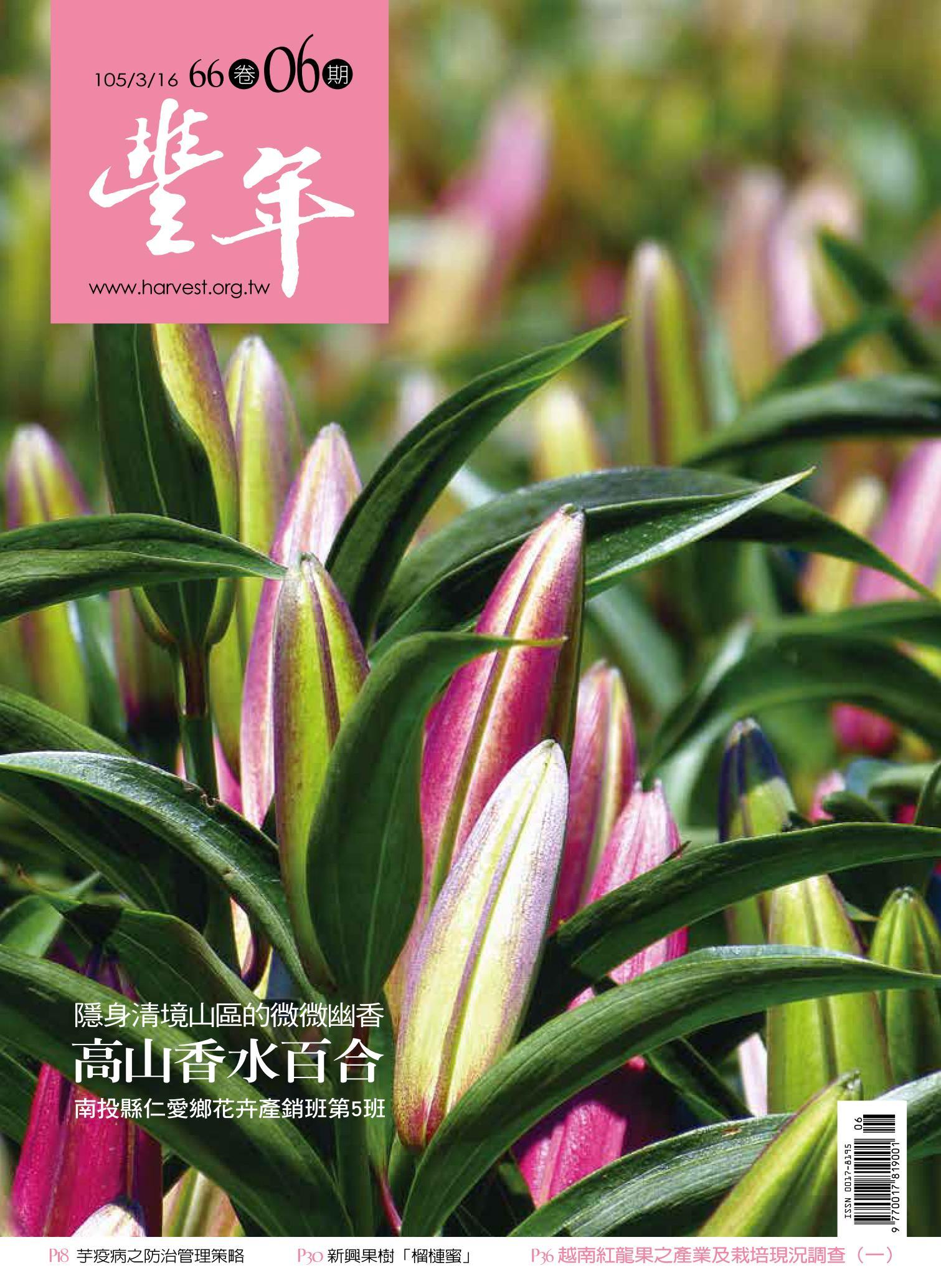 豐年 105/03/16 第66卷06期 隱身清境山區的微微幽香 高山香水百合