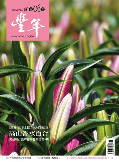 豐年 105/03/16 第66卷06期 隱身清境山區的微微幽香 高山香水百合