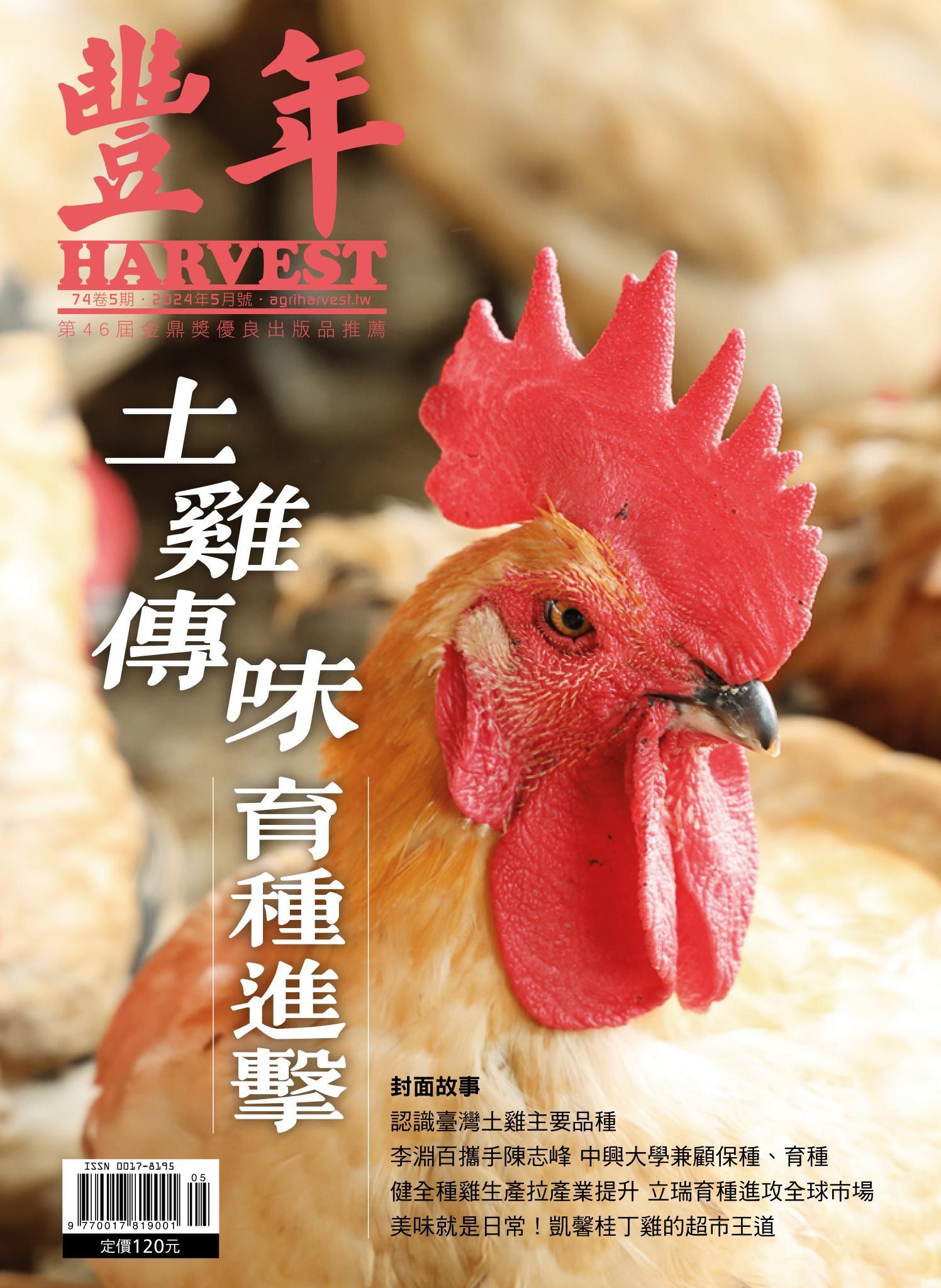 豐年 2024年5月 土雞傳味　育種進擊