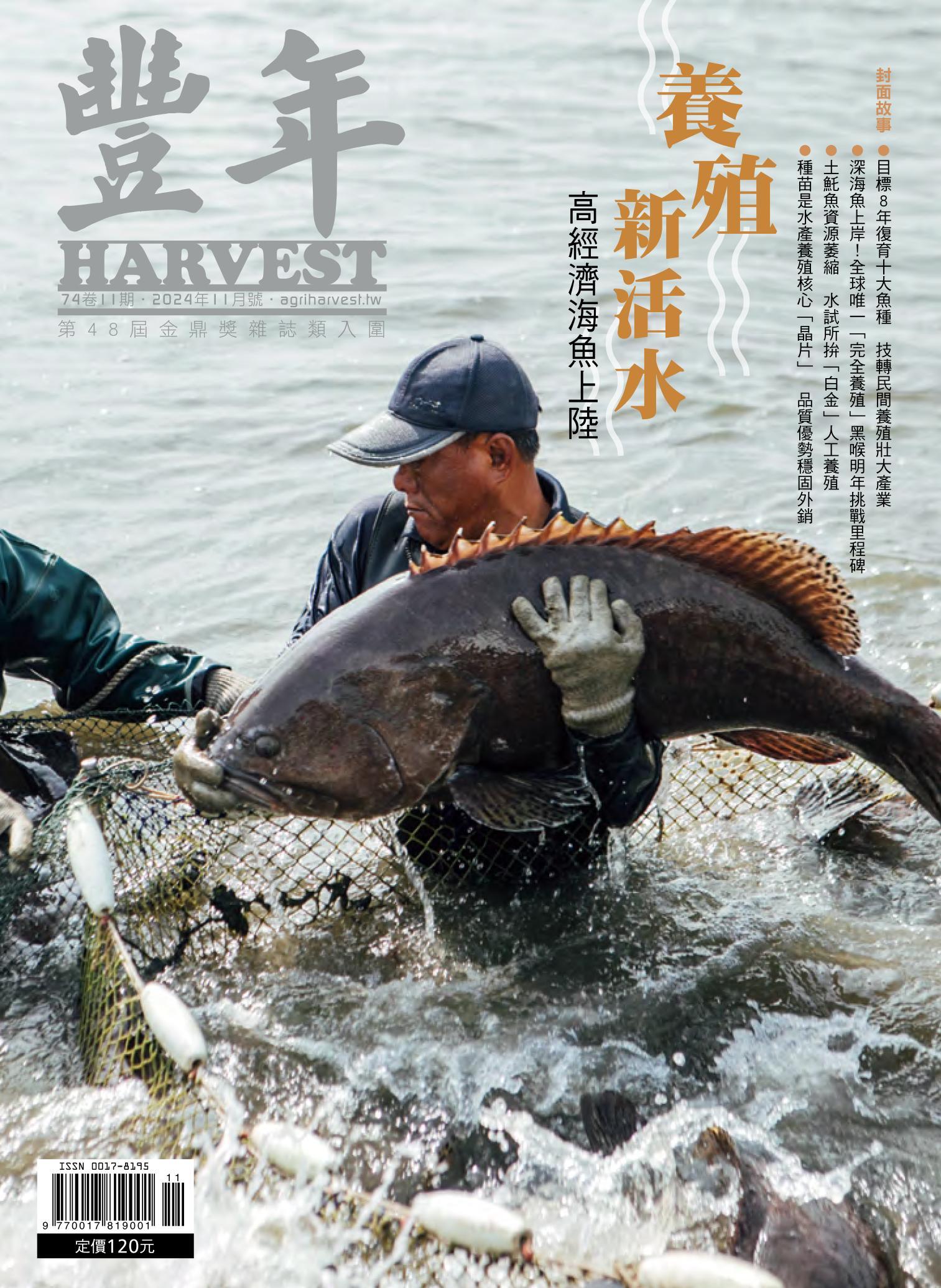 豐年 2024年11月 養殖新活水   高經濟海魚上陸