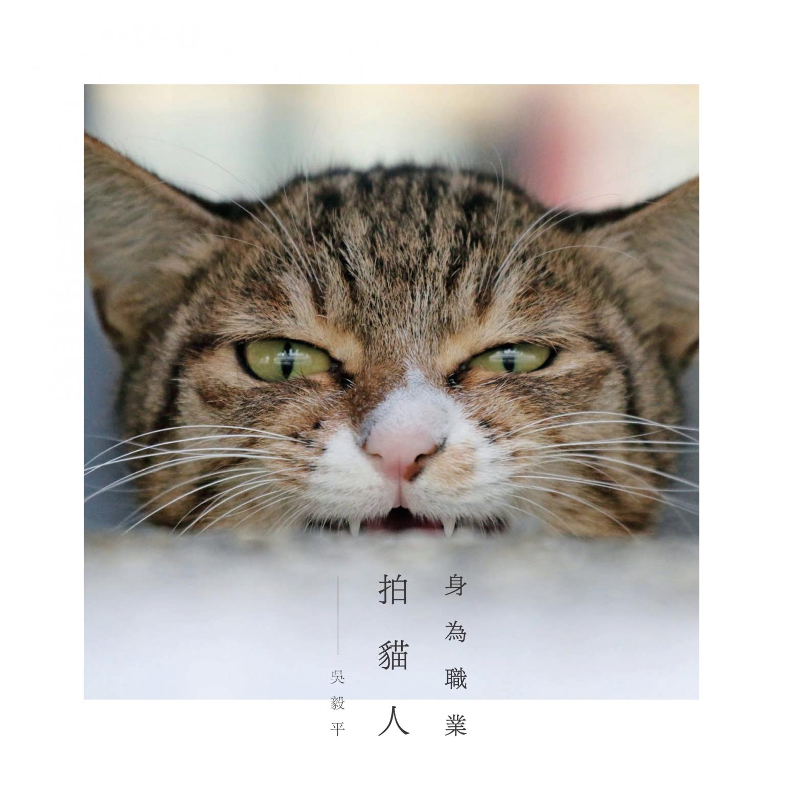 身為職業拍貓人：不論如何，拍貓人生還是少了許多煩惱